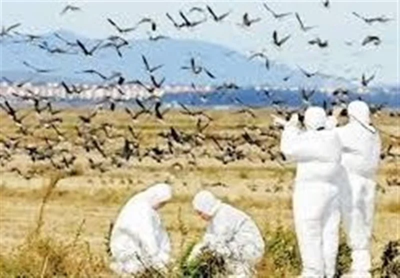 چرا اردبیل هنوز سفید مانده؟ بررسی تازه‌ترین وضعیت آنفلوانزای فوق حاد پرندگان در استان