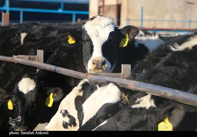 بحران نگران‌کننده در قطب تأمین ۱۰ درصد شیر تهران؛ تولید در آستانه توقف!