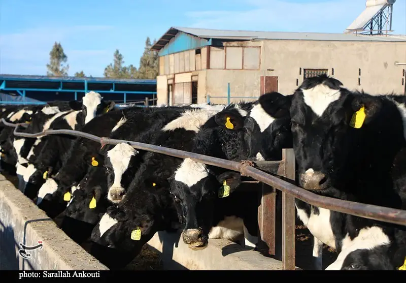 شناسایی موردی نادر و خطرناک؛ تب برفکی آفریقایی به نیشابور رسید؟