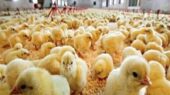 افزایش ۱۰ درصدی جوجه‌ریزی در مرغداری‌های تایباد؛ رکوردی تازه در تولید مرغ