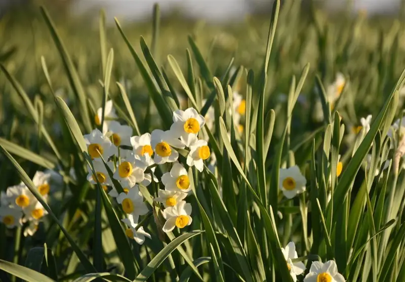 جشنواره گل نرگس خفر؛ نمایش شکوه طبیعت و هنر صنایع‌دستی در بوستان غدیر