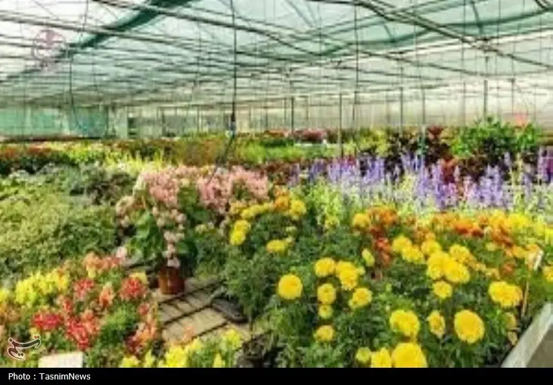 تحول شگفت‌انگیز کشاورزی در عباس‌آباد؛ هر خانواده یک گلخانه با حمایت بنیاد برکت!