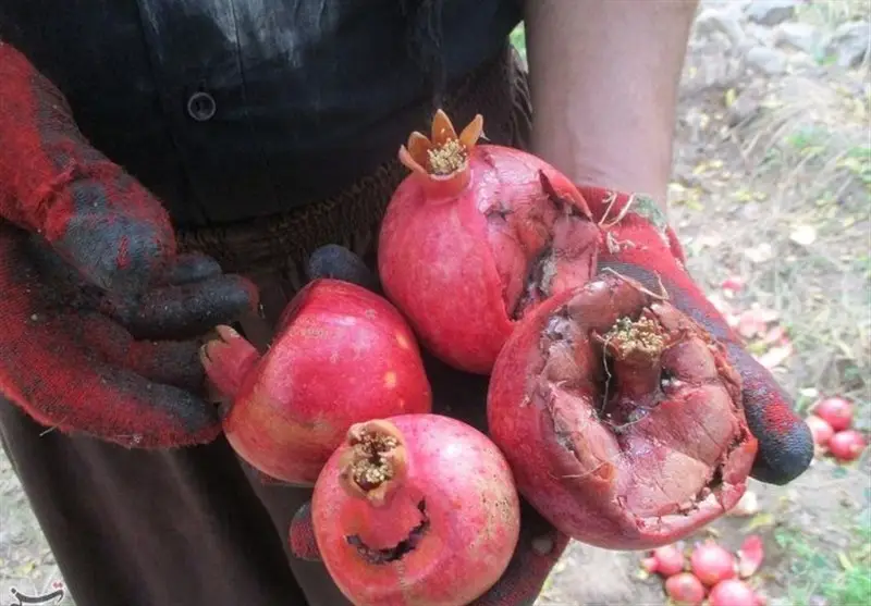 چرا کشاورزان بادرود قید حرفه خود را زدند؟ بحران خشکسالی و کمبود آب همه چیز را تغییر داد!