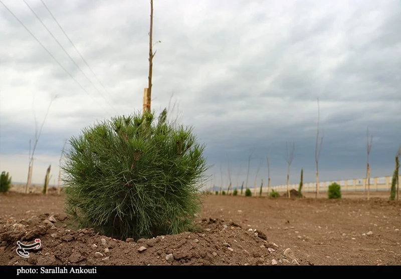 مادران شهید به میدان آمدند؛ پویش درختکاری «در سایه مادر» در کرمان با شور و احساس