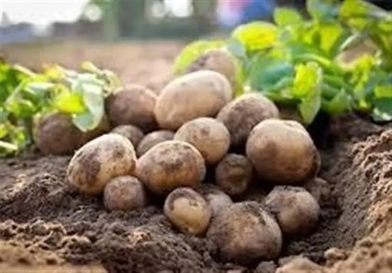 راز جلوگیری از کپک‌زدگی سیب‌زمینی با تکنولوژی هسته‌ای کشاورزی فاش شد!
