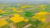 چرا فقط 70 درصد اراضی کشاورزی سنددار اعلام شد؟ واقعیت پشت آمارهای رسمی!