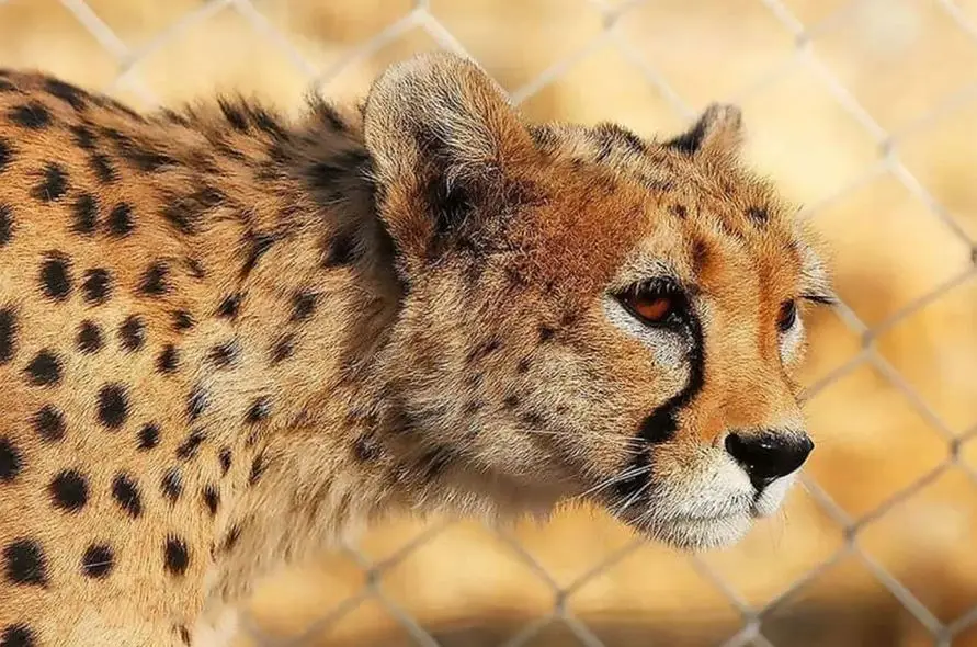 شاهد حضور شگفت‌انگیز 6 یوزپلنگ ایرانی در پناهگاه میاندشت؛ هلیا دوباره رویت شد!