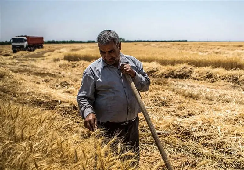 قیمت گندم گلستان به‌خاطر کیفیت بالا جهش کرد؛ اقتصاد استان 2 هزار میلیارد تومان سود برد!