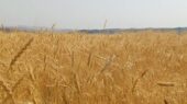 موفقیت گندم‌کاران کردستانی در تولید گندم دیم+تصویر