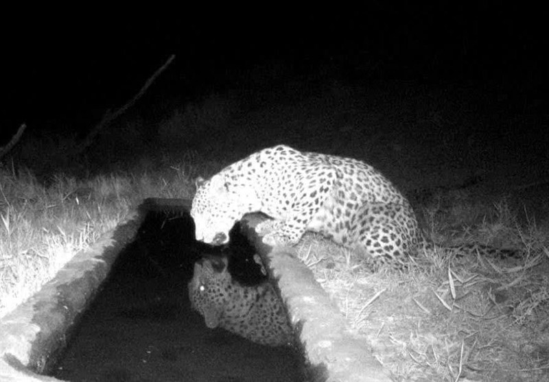 شکار نادرترین لحظه حیات‌وحش: ۴ پلنگ ایرانی در دل جنگل هیرکانی ضبط شد!