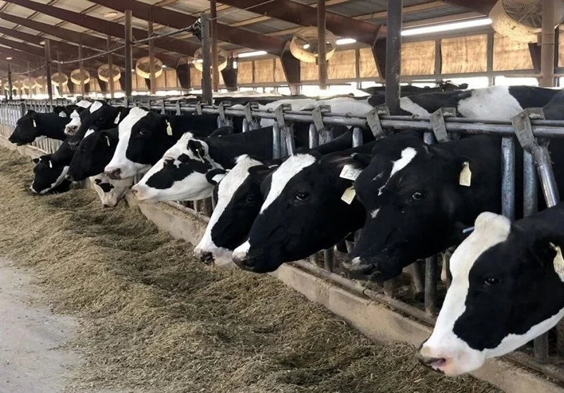 چراشهرک دامی سفیدشت با بحران تامین آب روبرواست؟