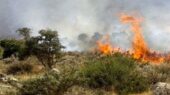 کاهش چشمگیر آتش‌سوزی در جنگل‌های زاگرس؛ آیا قلب سبز ایران نفس تازه‌ای گرفت؟