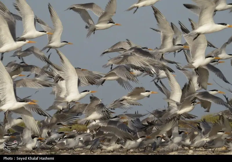 افزایش چشمگیر نظارت‌ها در فصل مهاجرت پرندگان مازندران؛ شکارچیان غیرمجاز در تله قانون گرفتار شدند!