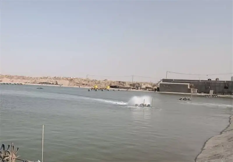 نقشه راه تولید میگوی پرورشی هرمزگان 1405 با حمایت‌های ویژه تدوین شد