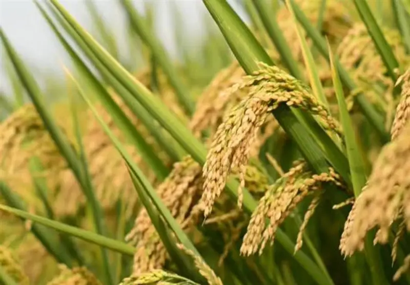 چگونه فناوری هسته‌ای عطر برنج‌های معطر را دگرگون کرد؟