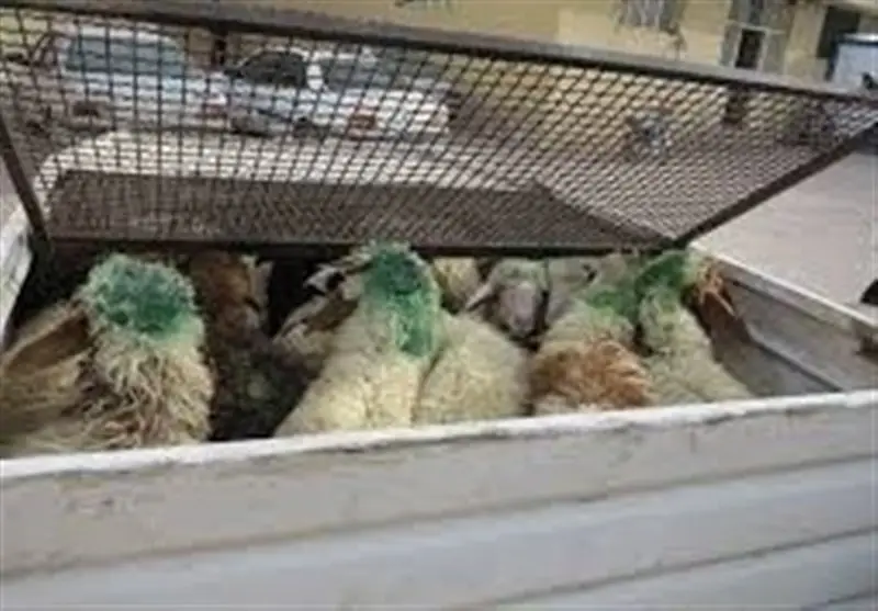 قاچاقچی دام در گناباد به جرم 17 میلیاردی نقره داغ شد!