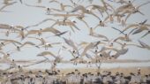 هجوم شگفت‌انگیز هزاران پرنده مهاجر به تالاب‌های شمال؛ راز کوچ زمستانی از سیبری فاش شد!