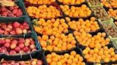 مازندران چگونه 300 تن میوه شب عید را ذخیره کرد؟ جزئیات شگفت‌انگیز از پشت‌پرده تأمین سیب و پرتقال!