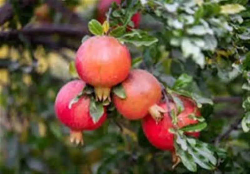 پاییز سرخ در انارستان‌های مازندران؛ روایت زندگی پررنگ و شیرین شمال ایران