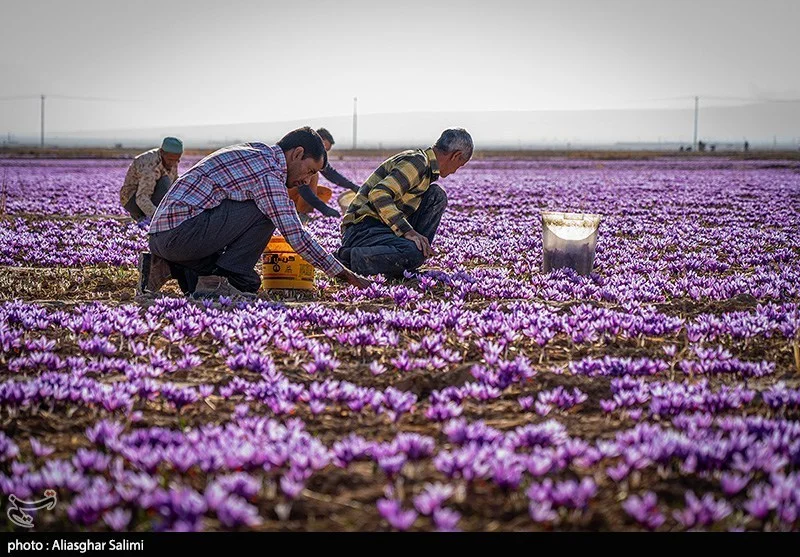 اخبار استان مازندران , اخبار ساری , کشاورزی ,