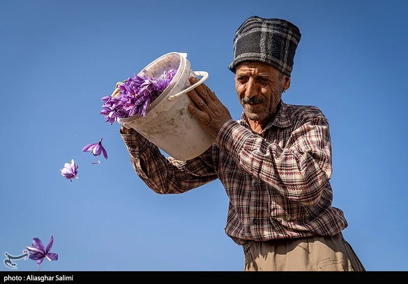 اخبار استان مازندران , اخبار ساری , کشاورزی ,