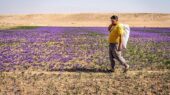 خشکسالی بی‌رحم تایباد؛ تولید زعفران ۲۵ درصد کاهش یافت!