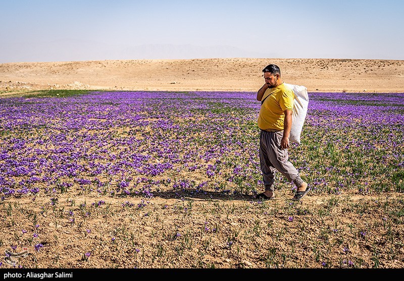 خشکسالی بی‌رحم تایباد؛ تولید زعفران ۲۵ درصد کاهش یافت!