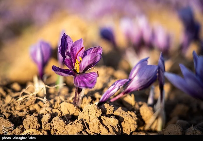 اخبار استان مازندران , اخبار ساری , کشاورزی ,