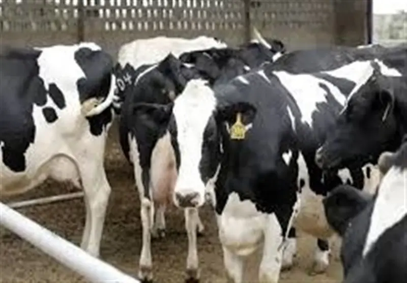 تب برفکی و گرانی نهاده‌ها؛ تولید شیر و گوشت در معرض سقوط ۲۰ درصدی!