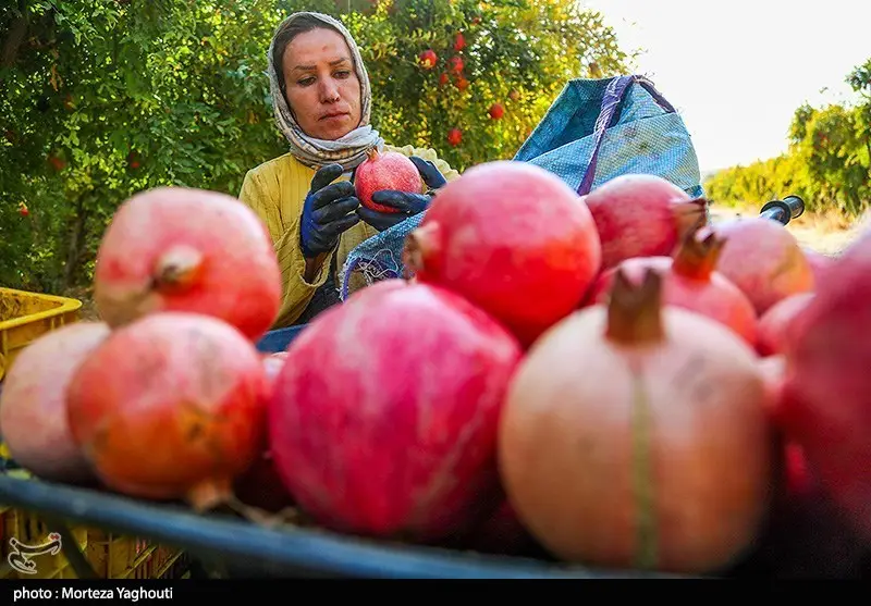 اخبار استان مازندران , اخبار ساری , کشاورزی ,