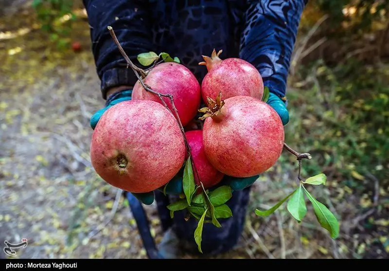 اخبار استان مازندران , اخبار ساری , کشاورزی ,