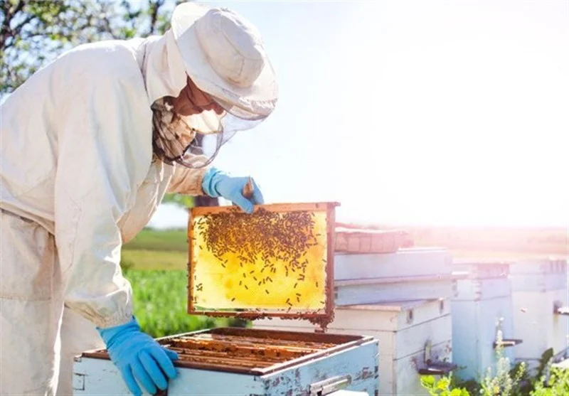 بیش از 304 هزار کلنی زنبور عسل در چهارمحال و بختیاری؛ راز موفقیت در تولید عسل طبیعی