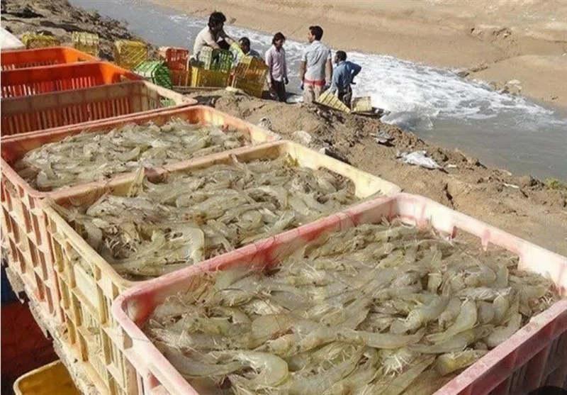 برداشت بی‌سابقه بیش از 26 هزار تن میگوی پرورشی در بوشهر؛ جهش چشمگیر صنعت شیلات