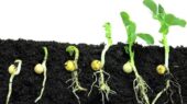 چگونه پرتودهی هسته‌ای جوانه‌زنی بذرهای کشاورزی را متحول می‌کند؟