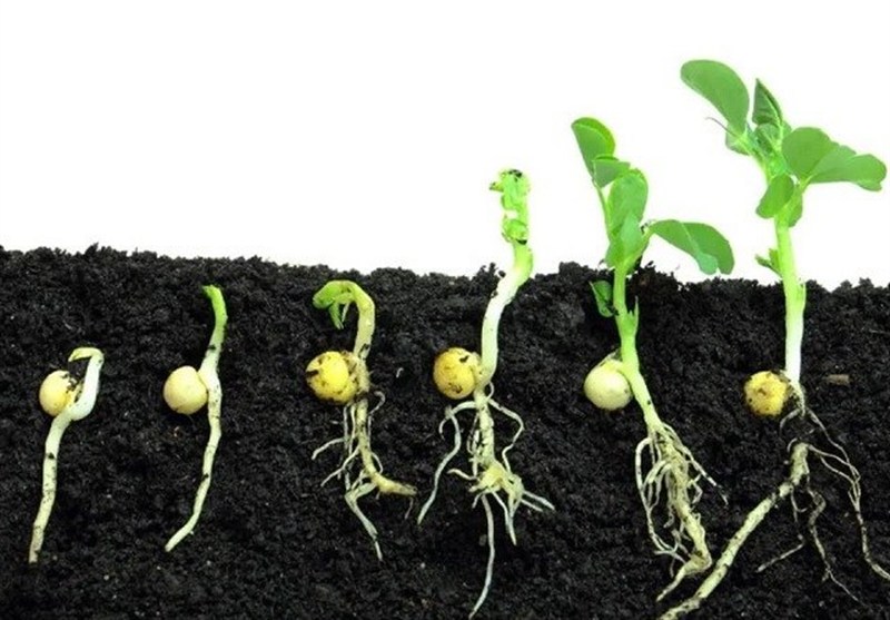 چگونه پرتودهی هسته‌ای جوانه‌زنی بذرهای کشاورزی را متحول می‌کند؟