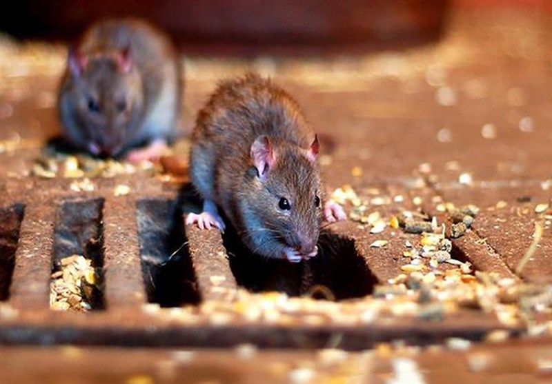 ۴ راهکار طلایی برای مقابله با موش‌های ترسناک تهران؛ تعقیب جوندگان در دل فاضلاب‌های پایتخت!