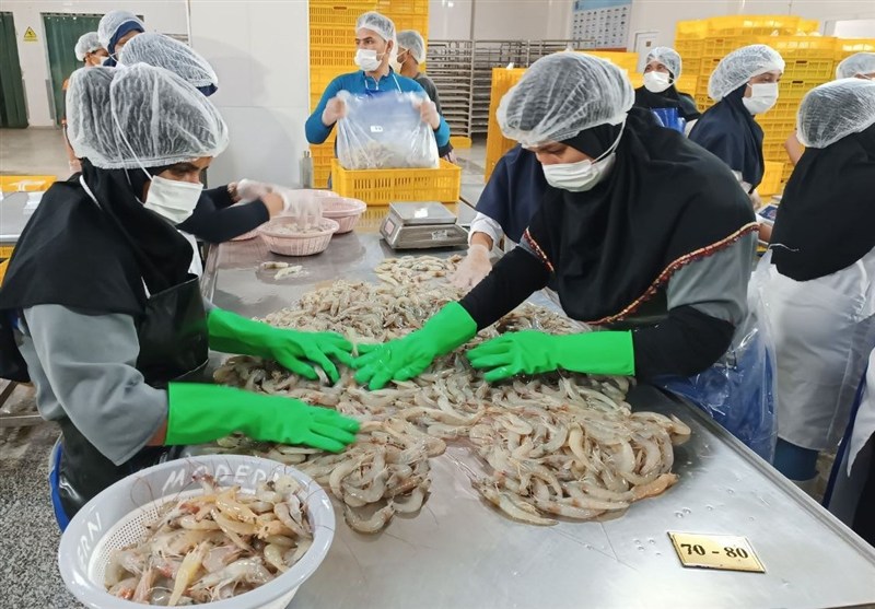رکوردشکنی تولید میگو در مکران؛ افزایش ۱۰۰ درصدی در چهارمین سال متوالی!