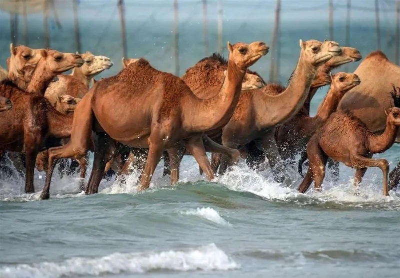 قشم در صدر نقشه‌گردشگری ملی؛ رویدادهایی که اعتبار می‌سازند