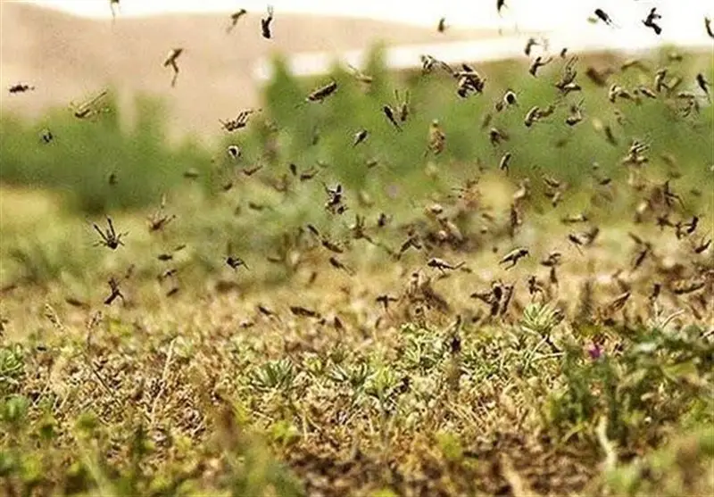 استان بوشهر با تشکیل ستاد ویژه، آماده مقابله جدی با هجوم ملخ‌های صحرایی شد