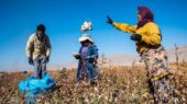 رشد سطح زیرکشت و تولید پنبه در خراسان شمالی؛ مانه رکورددار کشت و برداشت است