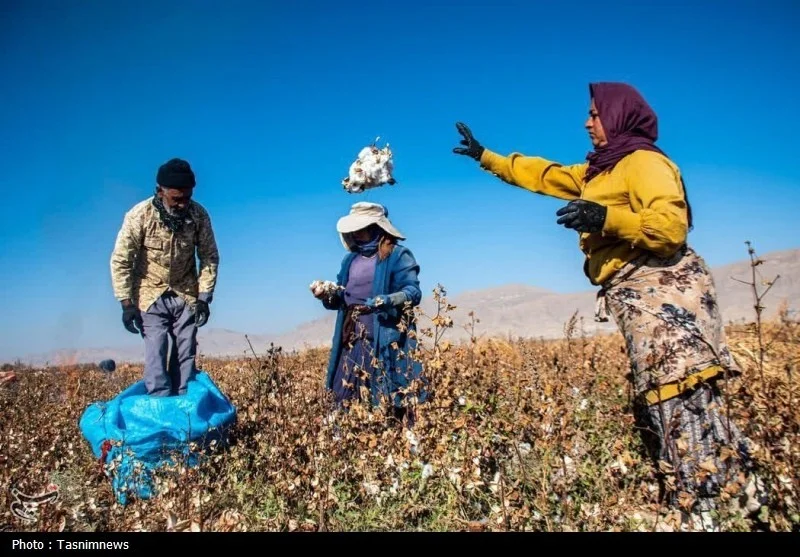 رشد سطح زیرکشت و تولید پنبه در خراسان شمالی؛ مانه رکورددار کشت و برداشت است