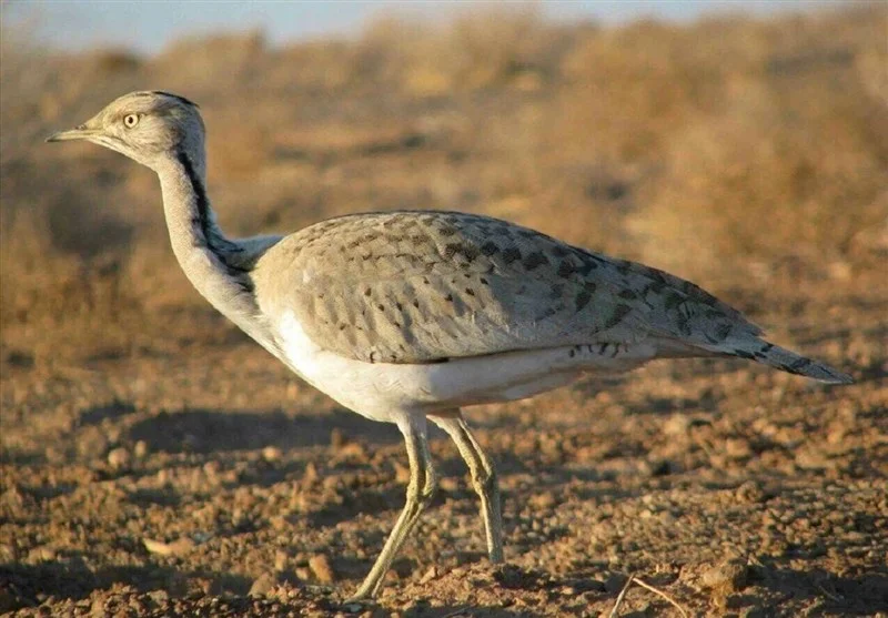 ثبت مشاهده نادر هوبره در سبزکوه چهارمحال و بختیاری پس از سال‌ها غیبت!