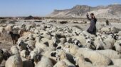 بحران بی‌سابقه دامداری در سیستان؛ گرانی نهاده‌ها چگونه ستون معیشت را لرزاند؟