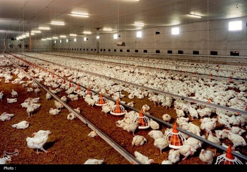 چرا نهاده‌های دامی نایاب شد؟ خشکسالی، جنگ اقتصادی و ضعف نظارت پشت پرده بحران!