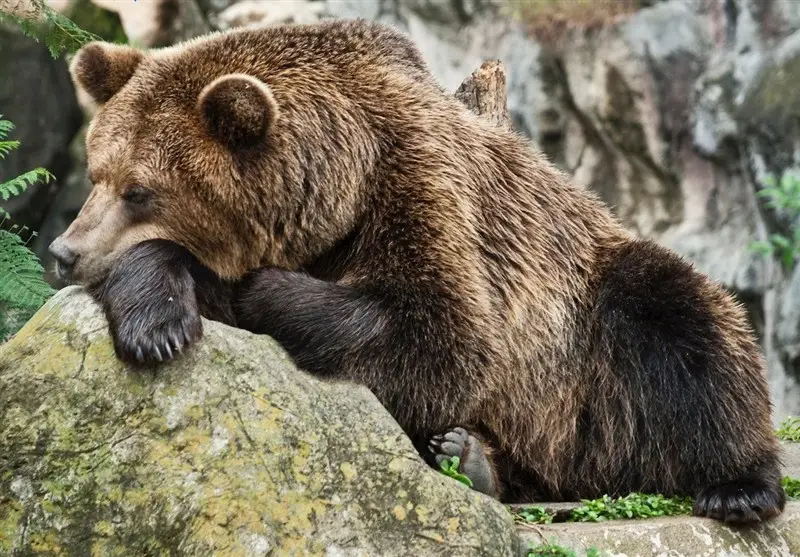 راز افزایش دیدار خرس‌ها در جنگل‌های هیرکانی؛ آخرین ضیافت پاییزی آنها چیست؟