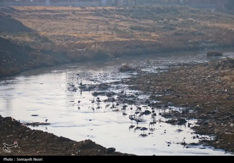 اخبار استان کرمانشاه , اخبار کرمانشاه , آلودگی های زیست محیطی , 