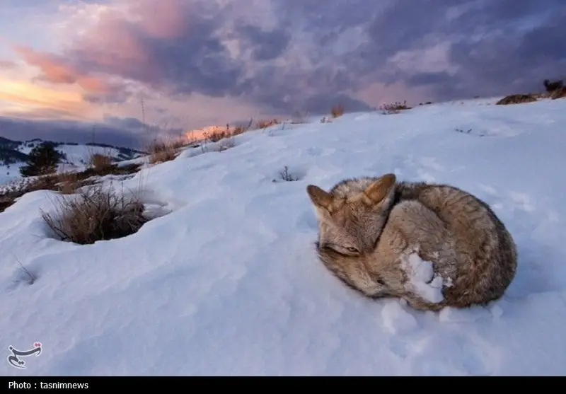 هشدار محیط زیست کهگیلویه و بویراحمد: آماده میزبانی از حیات وحش در طوفان برفی بی‌سابقه!