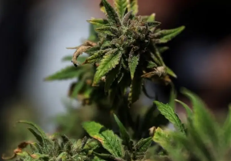 ترامپ در آستانه کاهش محدودیت‌های فدرال ماریجوانا؛ تغییری تاریخی در راه است؟