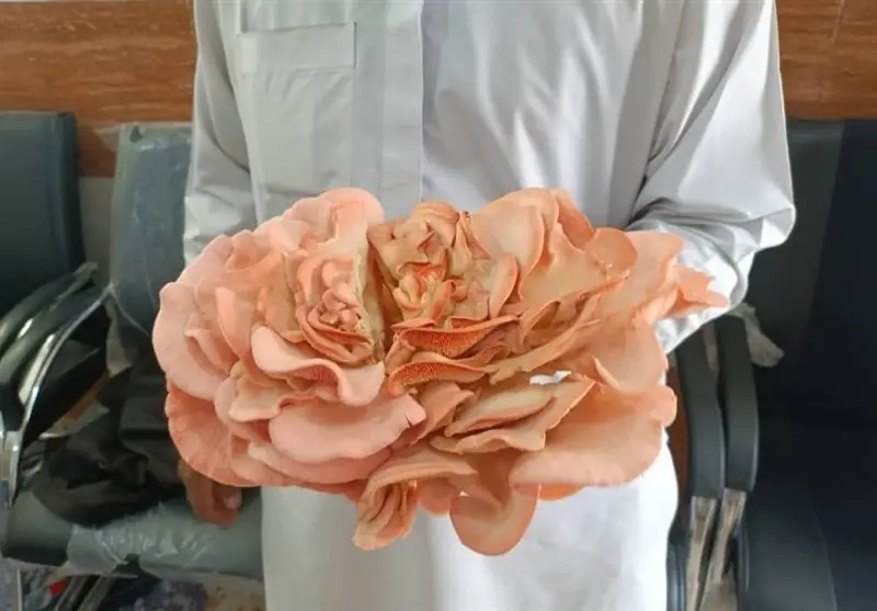 اولین برداشت قارچ صدفی در هنرستان مرزی سرباز؛ آموزش به تولید واقعی رسید!