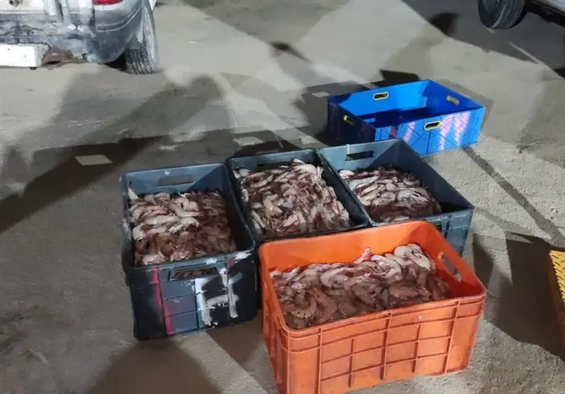 توقیف خودروی حامل میگوی ممنوعه؛ هشدار جدی به صیادان غیرمجاز در خلیج فارس